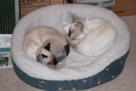 more kittens